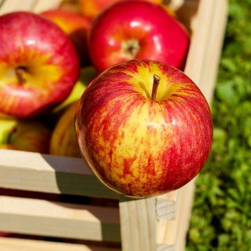 REACH – Good Food Box REACH – Good Food Box